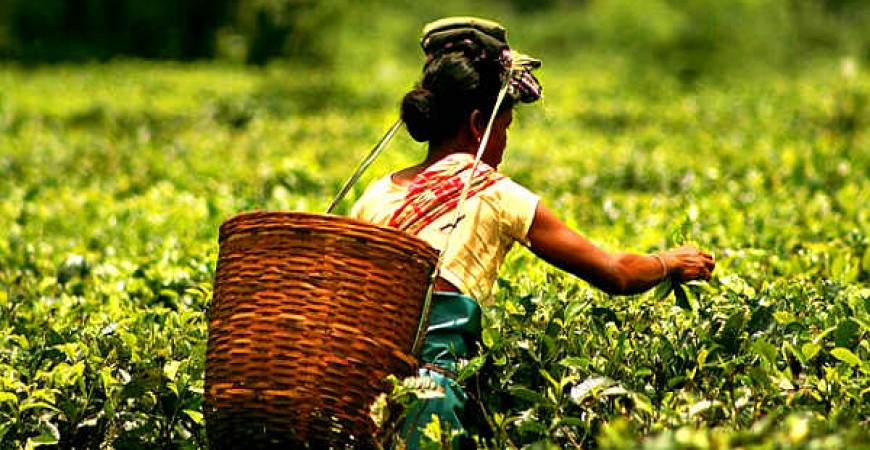 Tanzanian Tea