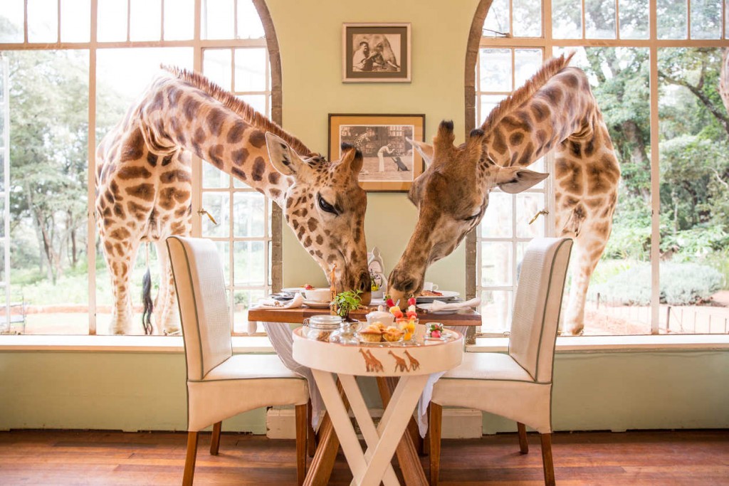 The Africa Adventure Consultants safari will visit the Giraffe Manor in Kenya