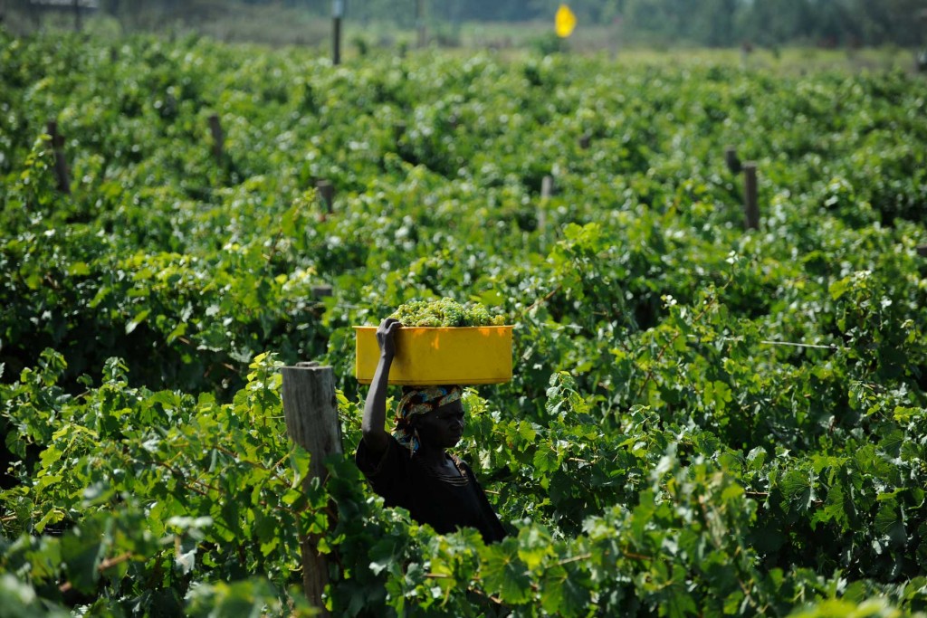 A woman carried a basket of grapes through the Rift valley vineyard