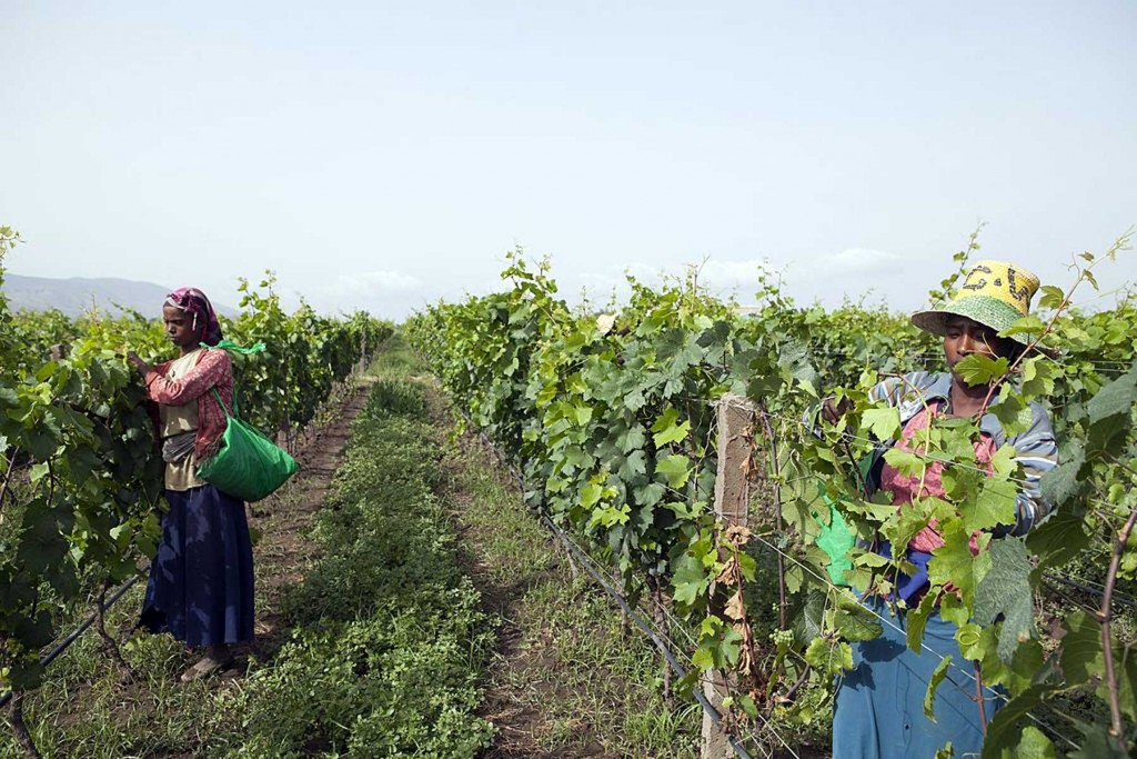 Castel winery in Ziway Ethiopia