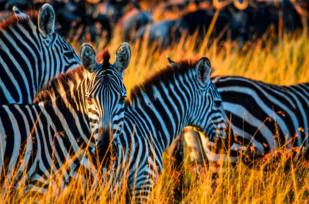 A group of zebras in the wild