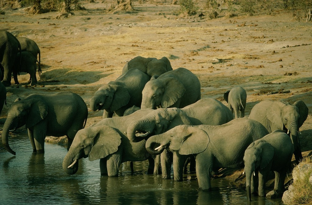 The Hwange National Park Zimbabwe makes the country one of the top african destinations to discover
