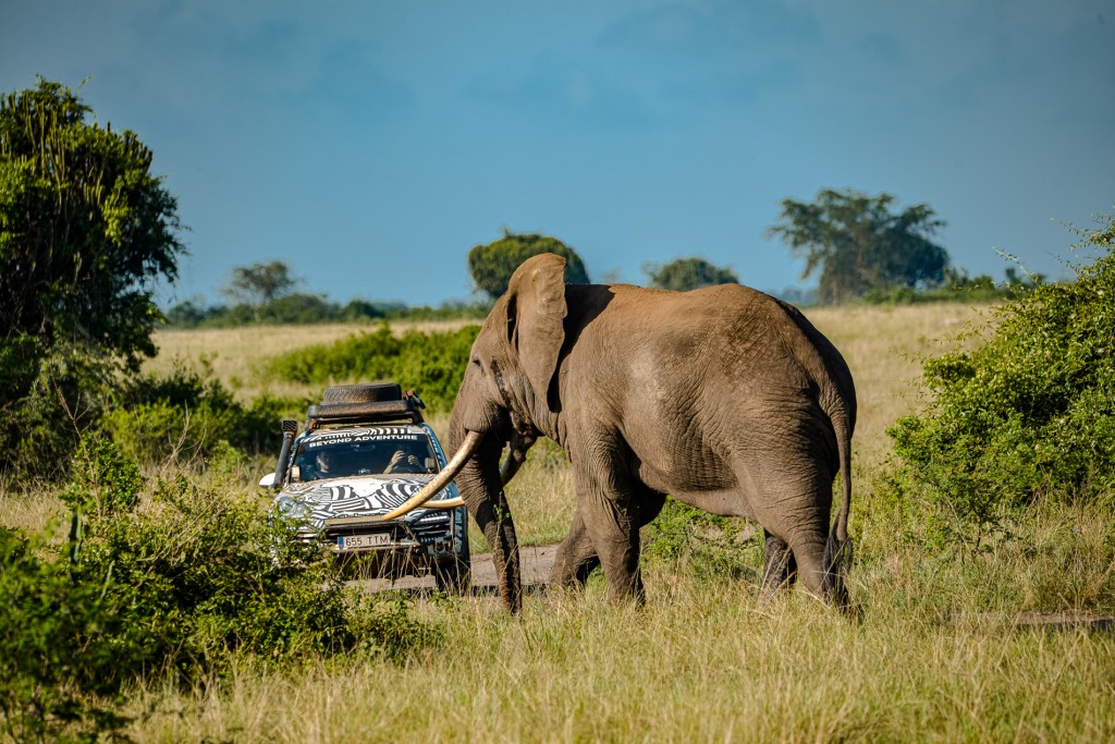 the Kalmar Beyond Adventure Trans-Africa experience would involve animal sightings